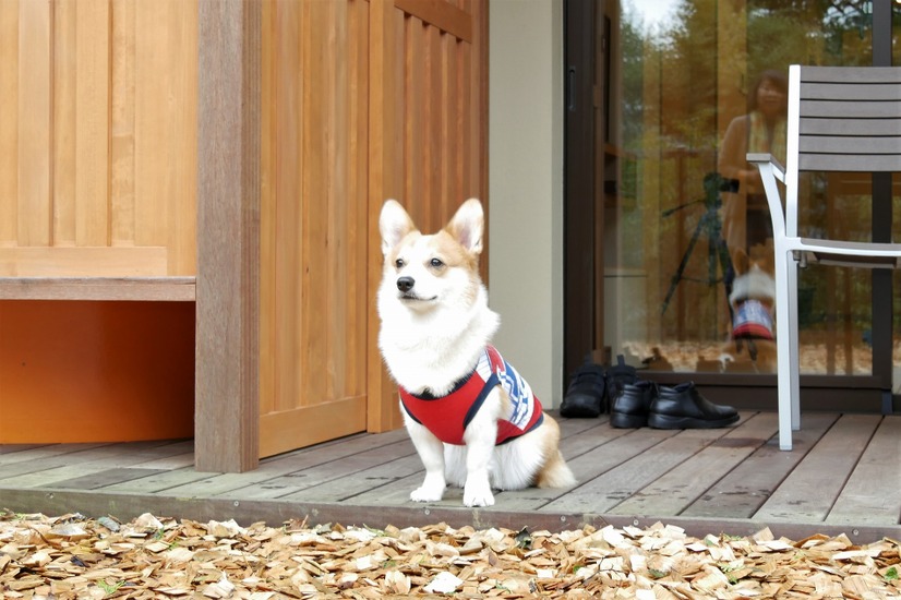 【ワンコとお出かけ Vol.25】愛犬と泊まれる！「レジーナリゾート箱根仙石原」宿泊レポート（後編）