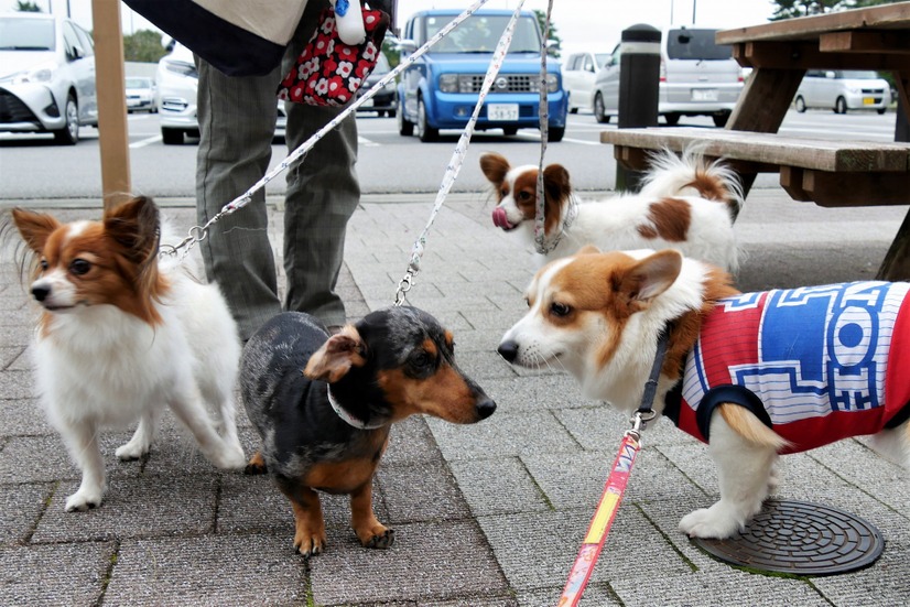 【ワンコとお出かけ Vol.25】愛犬と泊まれる！「レジーナリゾート箱根仙石原」宿泊レポート（後編）