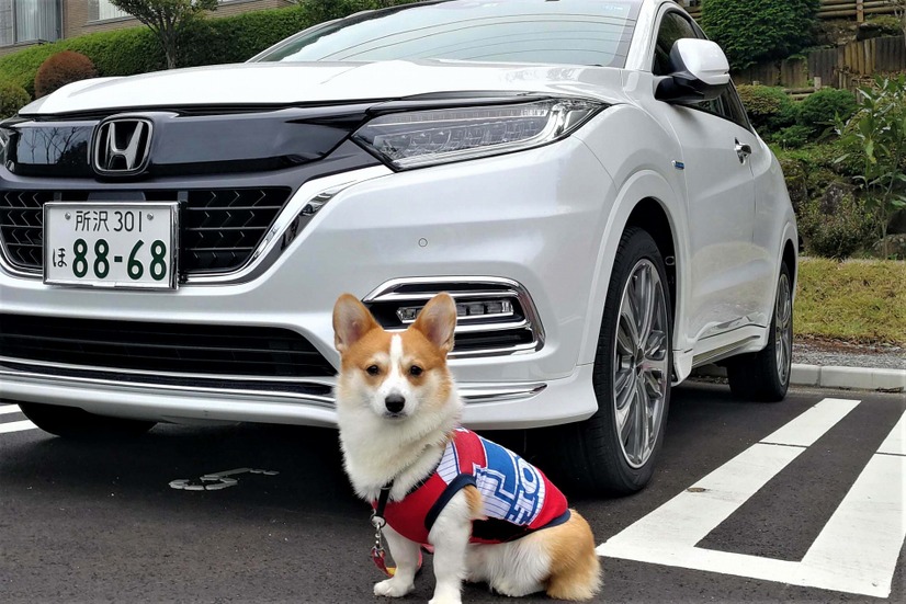 【ワンコとお出かけ Vol.25】愛犬と泊まれる！「レジーナリゾート箱根仙石原」宿泊レポート（後編）