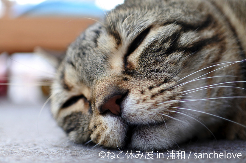 「ねこ休み展」が浦和初上陸！願いが書き込める巨大絵馬も登場