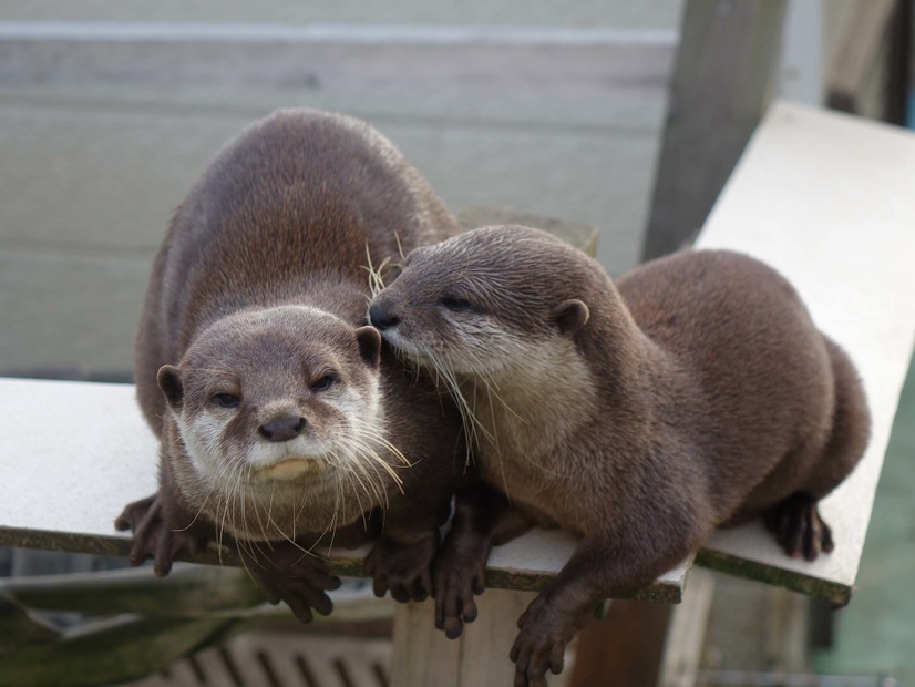 かみね動物園、18日に「はちゅウるい館」をオープン！「けもフレ」とのコラボも