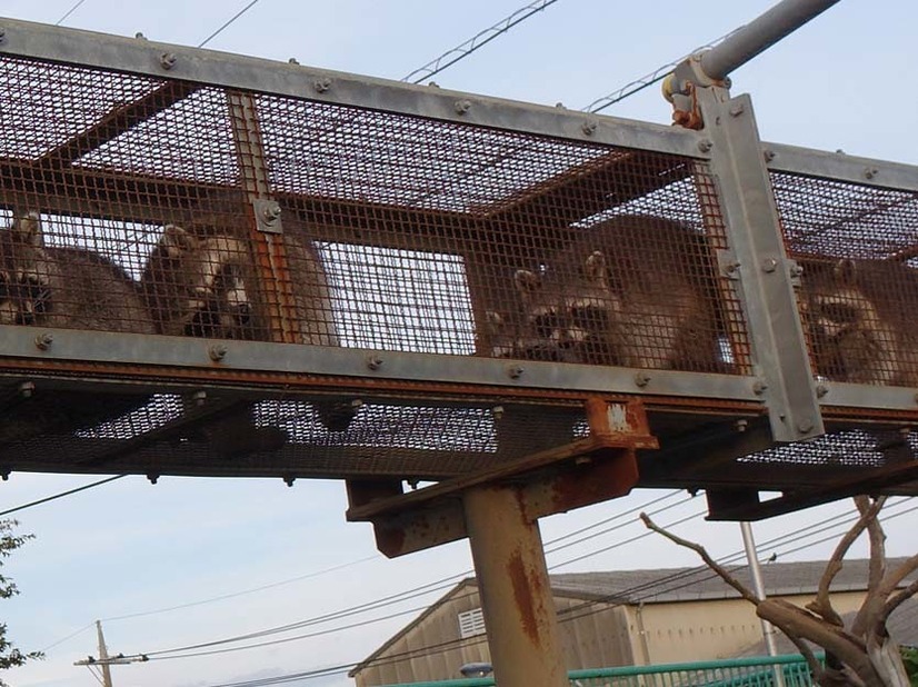 かみね動物園、18日に「はちゅウるい館」をオープン！「けもフレ」とのコラボも