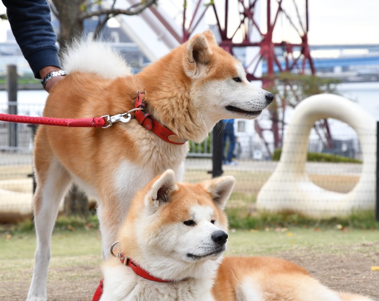 『秋田犬　ゴンとトラ　あきたけんじゃないよ　あきたいぬだよ』発売記念イベント【写真：竹内みちまろ】