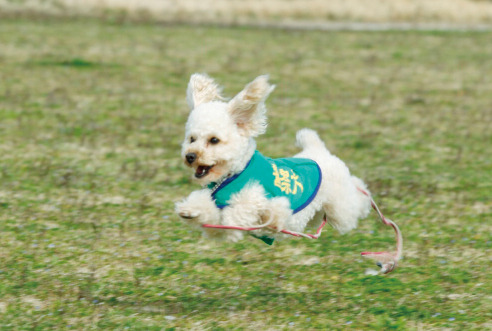 警察犬になったトイプードルのアンズ、低学年から読める物語として書籍化