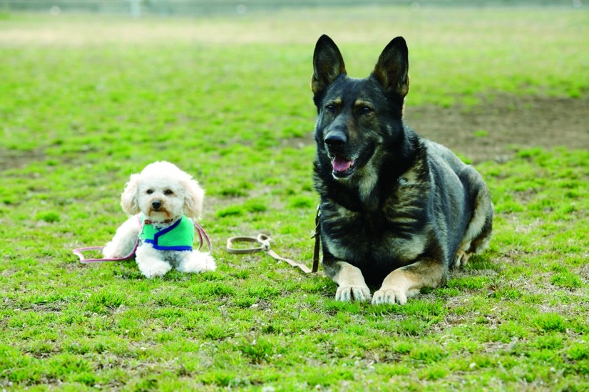 警察犬になったトイプードルのアンズ、低学年から読める物語として書籍化