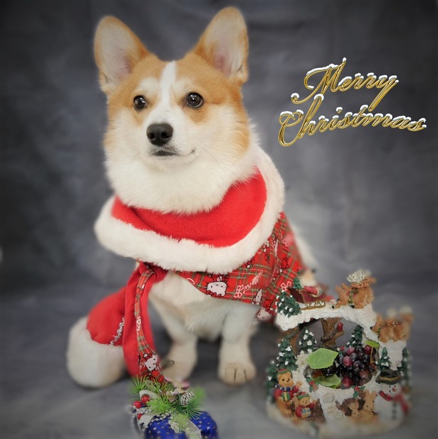 【ワンコとお出かけ Vol.28】ワンコをモデルに、自宅でクリスマス用画像を作ってみた