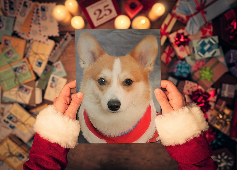 【ワンコとお出かけ Vol.28】ワンコをモデルに、自宅でクリスマス用画像を作ってみた