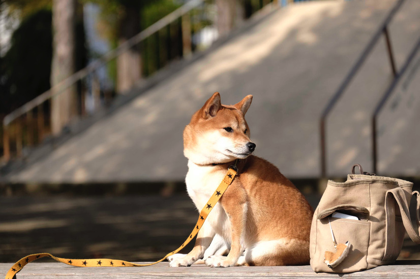 （C）2019「柴公園」製作委員会