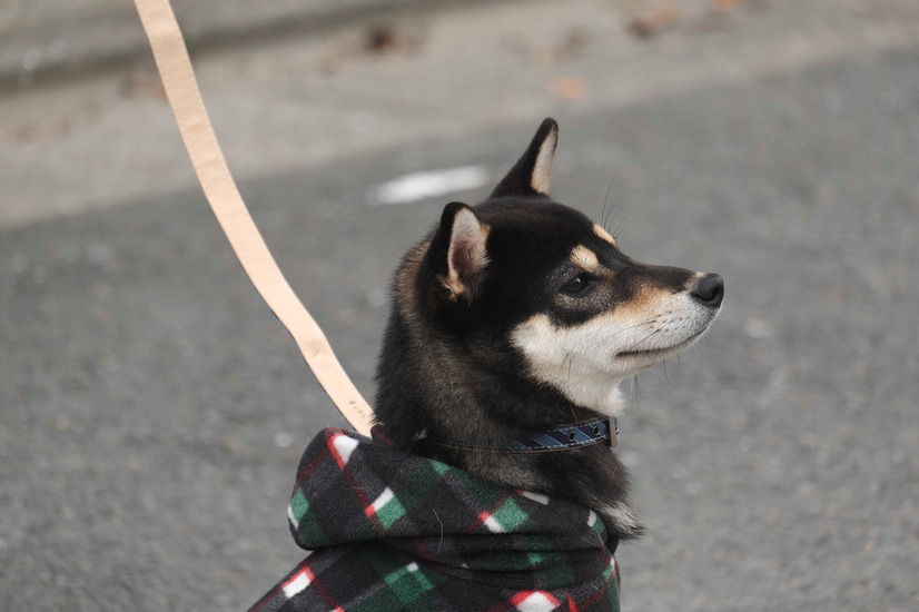 （C）2019「柴公園」製作委員会