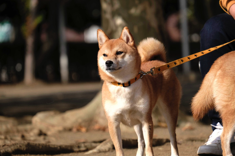 （C）2019「柴公園」製作委員会