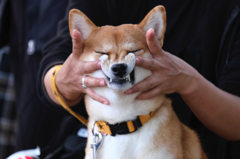 （C）2019「柴公園」製作委員会