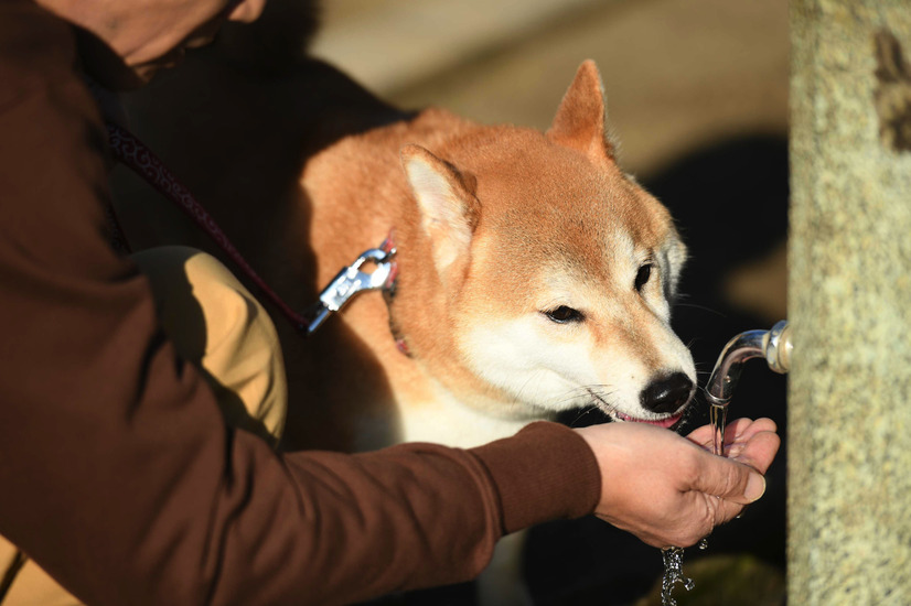 （C）2019「柴公園」製作委員会