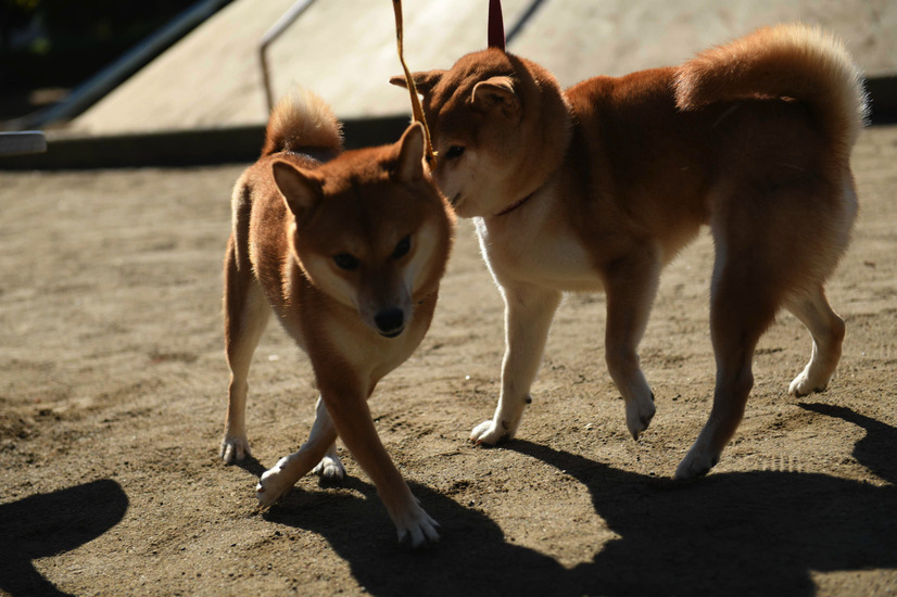 （C）2019「柴公園」製作委員会