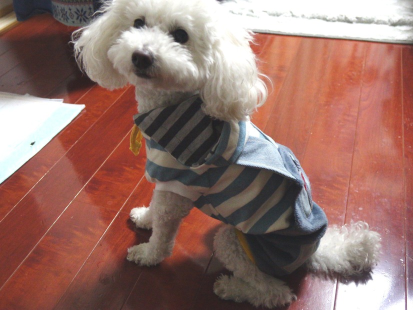 結構お得！「PET PARADISE」の福袋でペット用洋服を購入