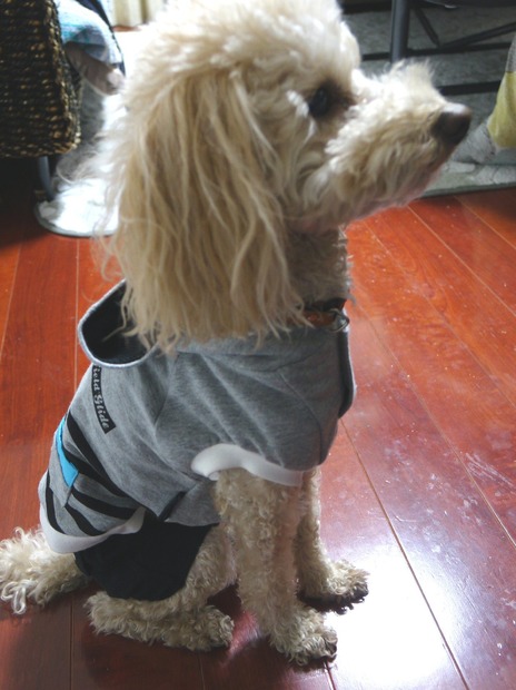 結構お得！「PET PARADISE」の福袋でペット用洋服を購入