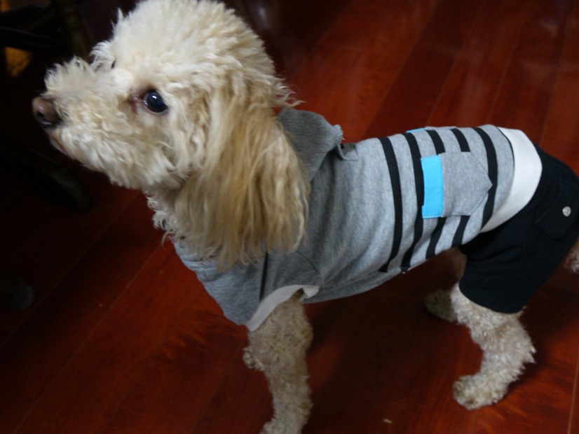 結構お得！「PET PARADISE」の福袋でペット用洋服を購入