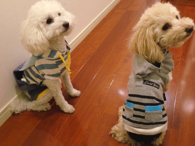 結構お得！「PET PARADISE」の福袋でペット用洋服を購入