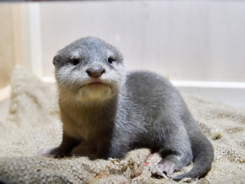 サンシャイン水族館、1月16日からコツメカワウソの赤ちゃんを一般公開