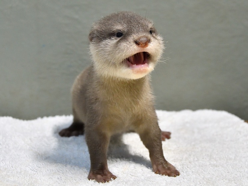 サンシャイン水族館、1月16日からコツメカワウソの赤ちゃんを一般公開