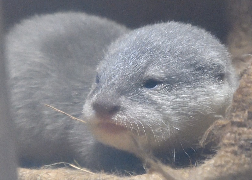 サンシャイン水族館、1月16日からコツメカワウソの赤ちゃんを一般公開