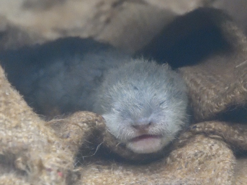 サンシャイン水族館、1月16日からコツメカワウソの赤ちゃんを一般公開