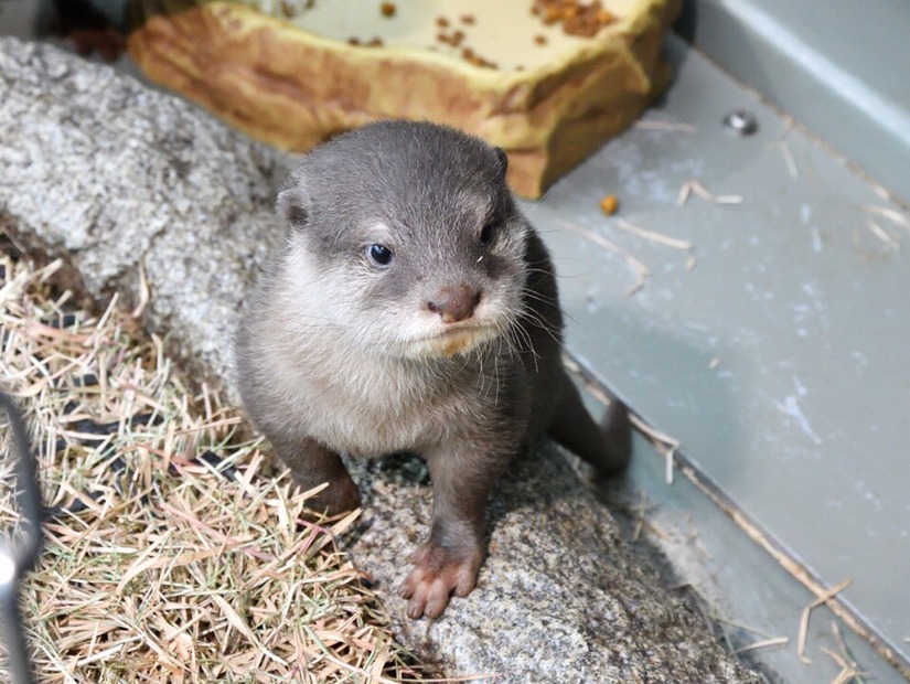 サンシャイン水族館、1月16日からコツメカワウソの赤ちゃんを一般公開