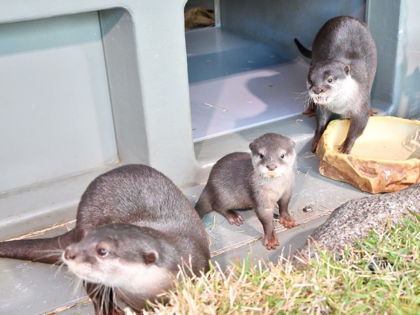 サンシャイン水族館、1月16日からコツメカワウソの赤ちゃんを一般公開