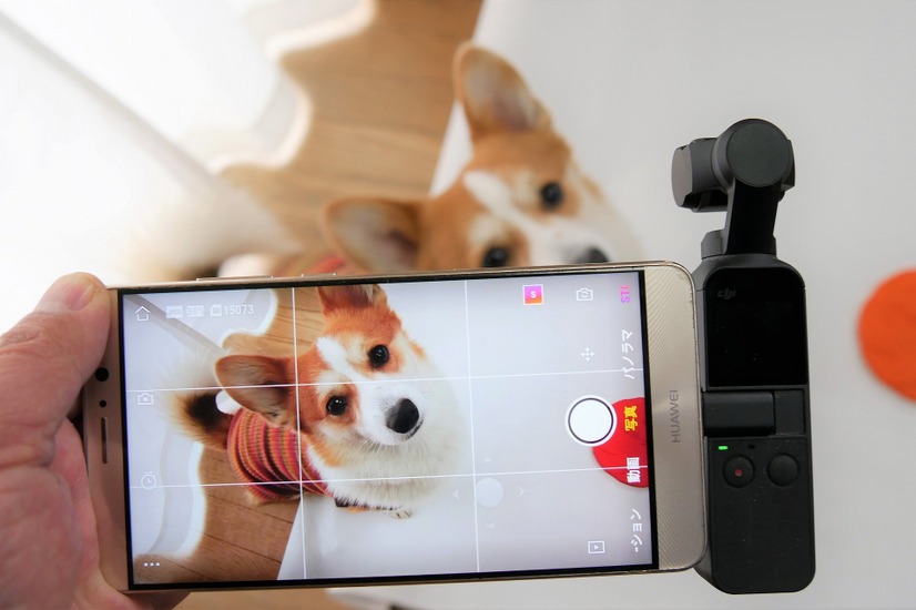 【ワンコとお出かけ　Vol.31】スタビライザー付き小型カメラ「DJI Osmo Pocket」はワンコ撮影に向いている？