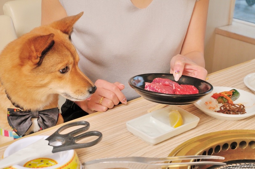 「うしすけ」がinterpetsに出展！「肉ケーキ」の予約受付も