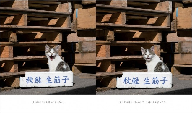 自由気ままな猫たちが癒してくれる...猫写真家・沖昌之の写真集発売