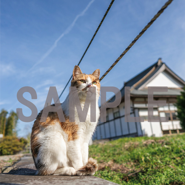 『てらねこ 毎日が幸せになる お寺と猫の連れ添い方』写真／石原さくら・長楽寺2019年3月20日（水）発売、定価（本体1,200円＋税）縦160mm 横160mm／96P／フルカラー発行：株式会社ＫＡＤＯＫＡＷＡ