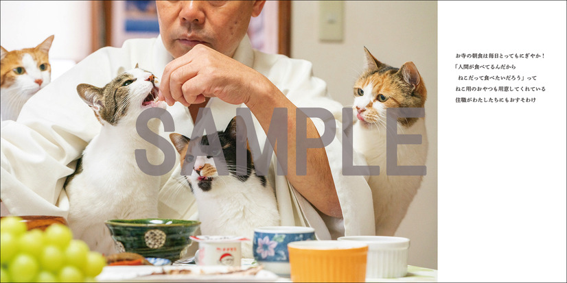 『てらねこ 毎日が幸せになる お寺と猫の連れ添い方』写真／石原さくら・長楽寺2019年3月20日（水）発売、定価（本体1,200円＋税）縦160mm 横160mm／96P／フルカラー発行：株式会社ＫＡＤＯＫＡＷＡ