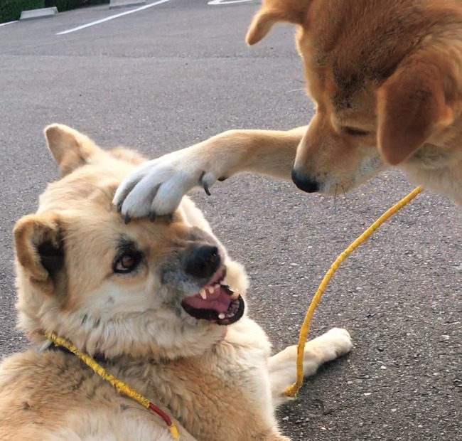 雑種犬二匹の「じゃれ愛」を集めた写真集『がくこ』が発売