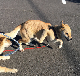 雑種犬二匹の「じゃれ愛」を集めた写真集『がくこ』が発売