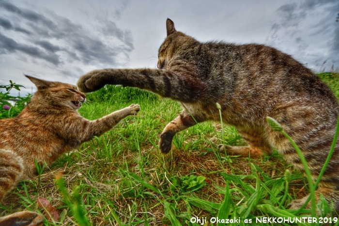 合同写真展「ねこ専」が22日から開催！一般からの展示も応募受付中