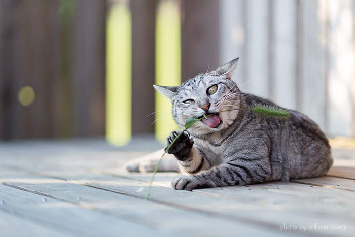 合同写真展「ねこ専」が22日から開催！一般からの展示も応募受付中