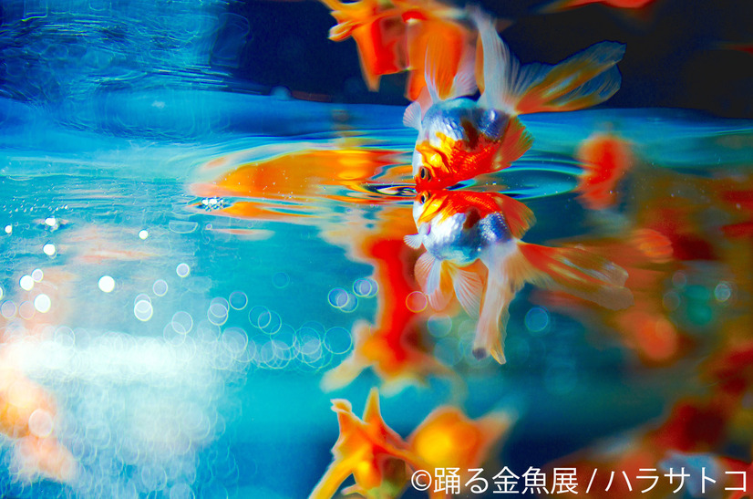 見ているだけで涼やかに...1,000種以上の金魚が競演する「踊る金魚展」開催