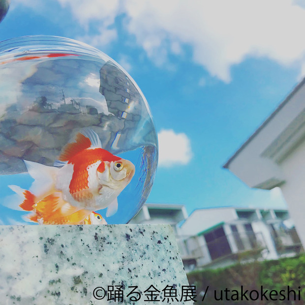 見ているだけで涼やかに...1,000種以上の金魚が競演する「踊る金魚展」開催