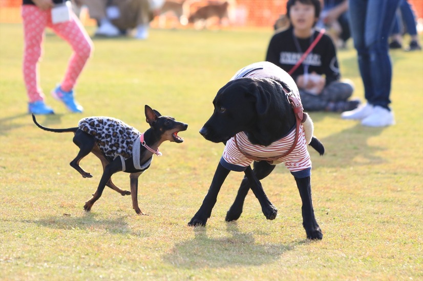 愛犬と様々なアクティビティが楽しめる！「九十九里ビーチドッグフェスティバル2019」開催