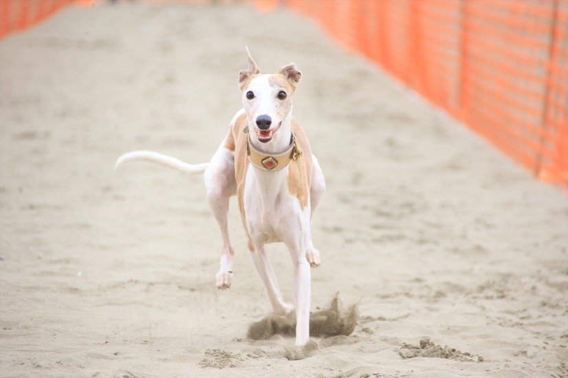 愛犬と様々なアクティビティが楽しめる！「九十九里ビーチドッグフェスティバル2019」開催