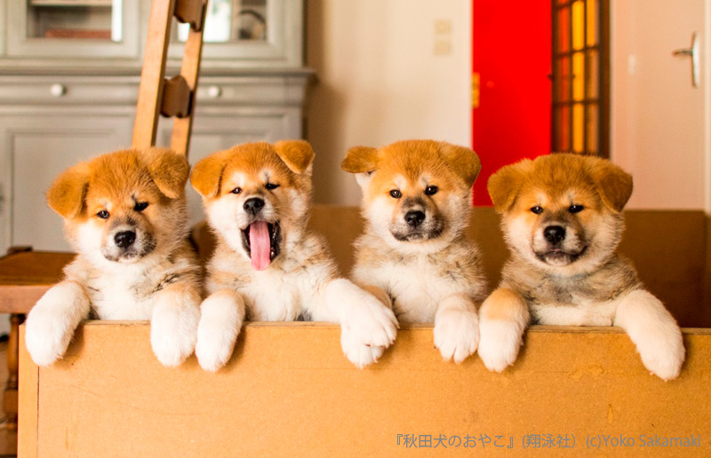 貴重な秋田犬の赤ちゃん写真も！「秋田犬のおやこ」写真展が開催