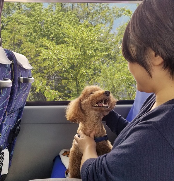 専用シートカバーやシートベルトも......愛犬参加型バスツアー「vipわんツアー」登場