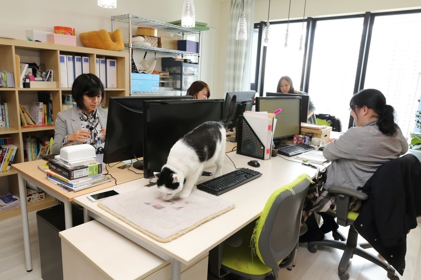 【ペットと出勤できる会社】“猫とともに働く”IT企業「ファーレイ」