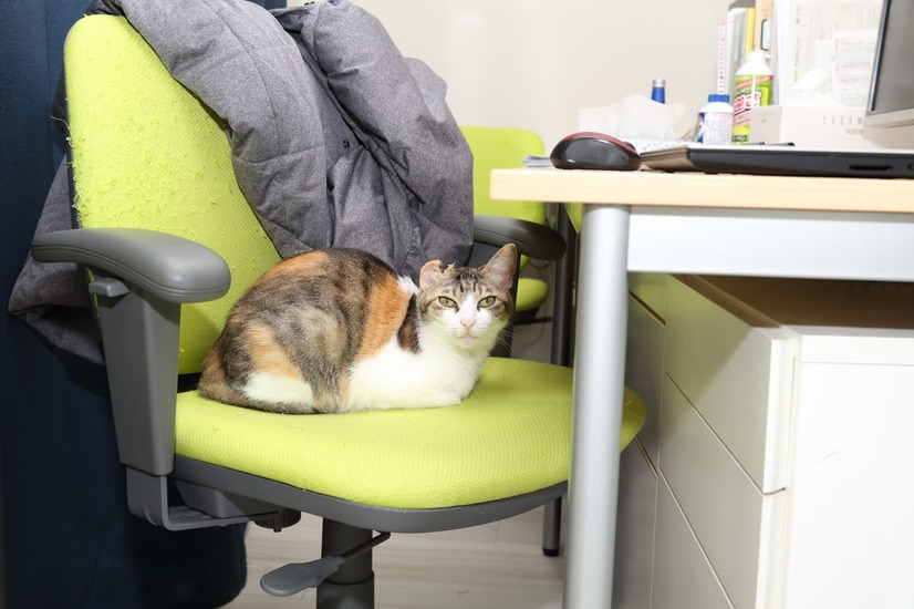 【ペットと出勤できる会社】“猫とともに働く”IT企業「ファーレイ」