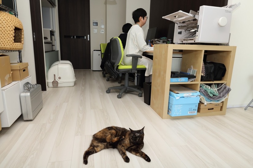 【ペットと出勤できる会社】“猫とともに働く”IT企業「ファーレイ」