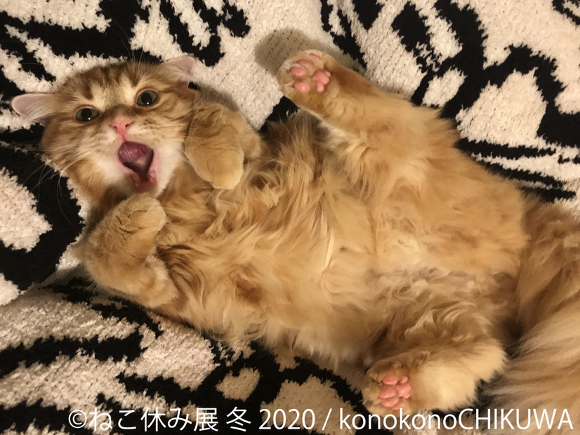 「ねこ休み展」冬の本祭が1月24日スタート！人気クリエイターのコラボも実現