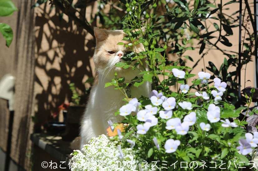 「ねこ休み展」冬の本祭が1月24日スタート！人気クリエイターのコラボも実現