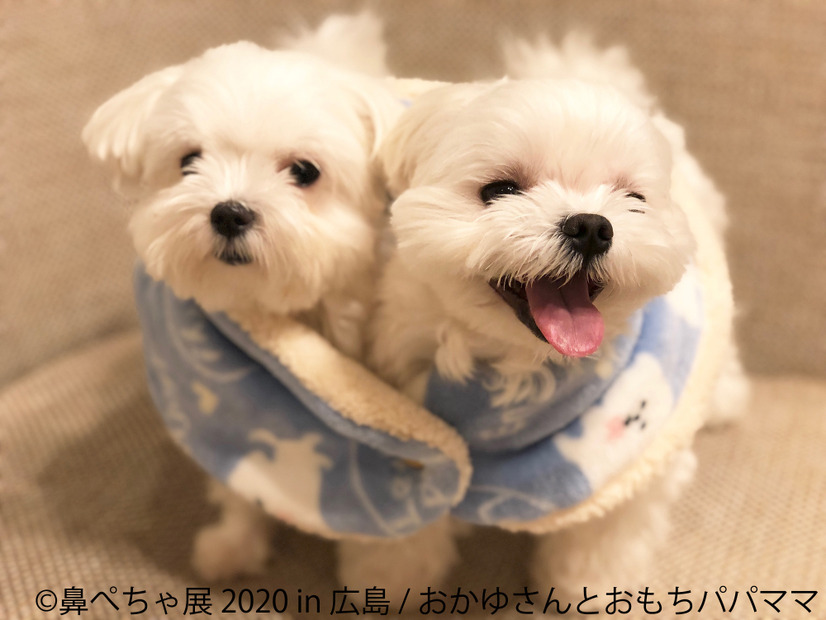 鼻ぺちゃ犬の合同写真展＆物販展「鼻ぺちゃ展 2020 in 広島」