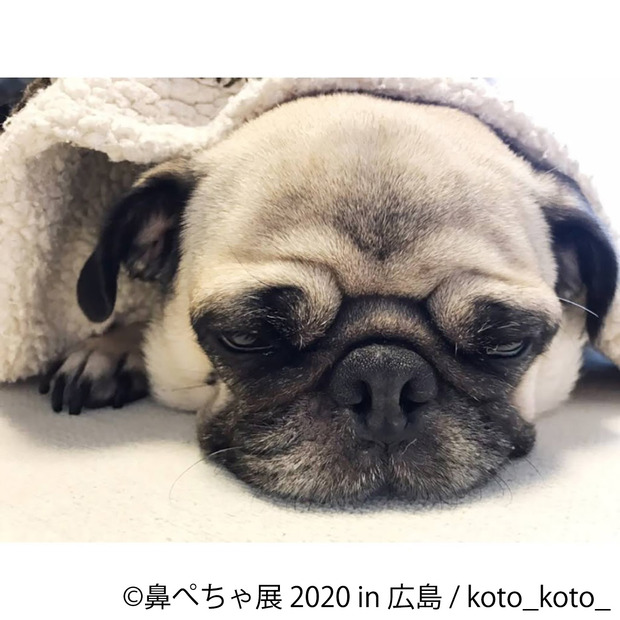 鼻ぺちゃ犬の合同写真展＆物販展「鼻ぺちゃ展 2020 in 広島」