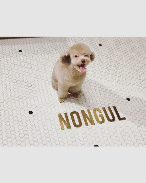 石川恋の愛犬・チェルシー